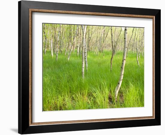 Paper Birch Trees on the Edge of Great Meadow, Near Sieur De Monts Spring, Acadia National Park-Jerry & Marcy Monkman-Framed Photographic Print