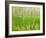Paper Birch Trees on the Edge of Great Meadow, Near Sieur De Monts Spring, Acadia National Park-Jerry & Marcy Monkman-Framed Photographic Print