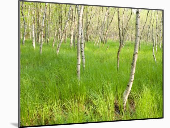 Paper Birch Trees on the Edge of Great Meadow, Near Sieur De Monts Spring, Acadia National Park-Jerry & Marcy Monkman-Mounted Photographic Print