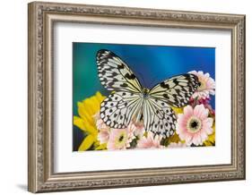 Paper Kite Butterfly, Idea leuconoe on Gerber Daisies-Darrell Gulin-Framed Photographic Print
