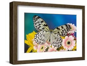 Paper Kite Butterfly, Idea leuconoe on Gerber Daisies-Darrell Gulin-Framed Photographic Print