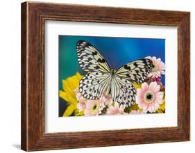 Paper Kite Butterfly, Idea leuconoe on Gerber Daisies-Darrell Gulin-Framed Photographic Print