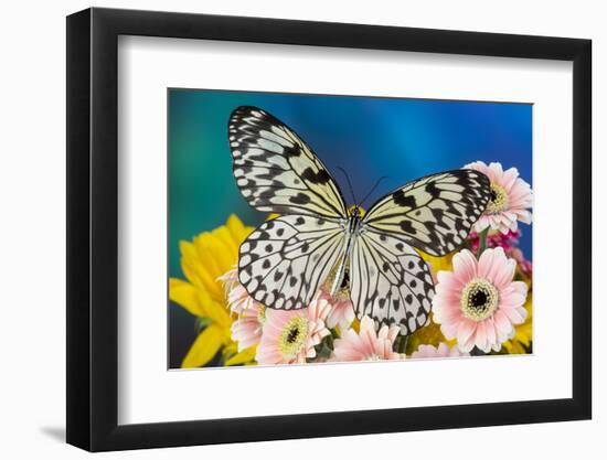 Paper Kite Butterfly, Idea leuconoe on Gerber Daisies-Darrell Gulin-Framed Photographic Print