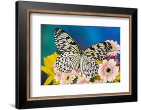 Paper Kite Butterfly, Idea leuconoe on Gerber Daisies-Darrell Gulin-Framed Photographic Print