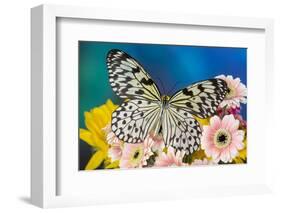 Paper Kite Butterfly, Idea leuconoe on Gerber Daisies-Darrell Gulin-Framed Photographic Print