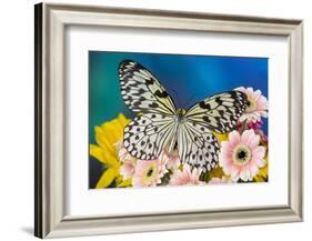 Paper Kite Butterfly, Idea leuconoe on Gerber Daisies-Darrell Gulin-Framed Photographic Print
