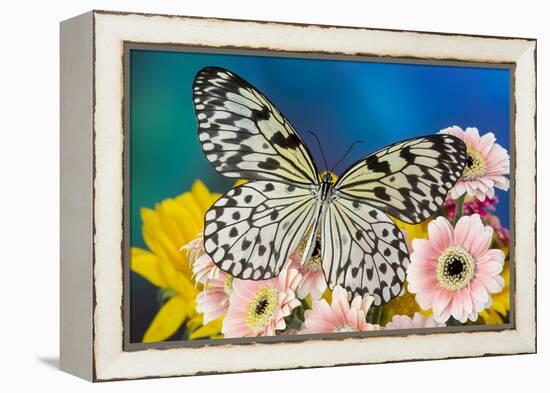 Paper Kite Butterfly, Idea leuconoe on Gerber Daisies-Darrell Gulin-Framed Premier Image Canvas