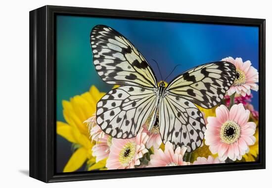 Paper Kite Butterfly, Idea leuconoe on Gerber Daisies-Darrell Gulin-Framed Premier Image Canvas
