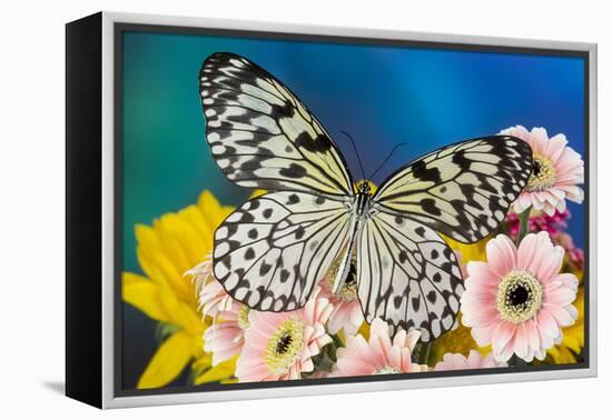 Paper Kite Butterfly, Idea leuconoe on Gerber Daisies-Darrell Gulin-Framed Premier Image Canvas