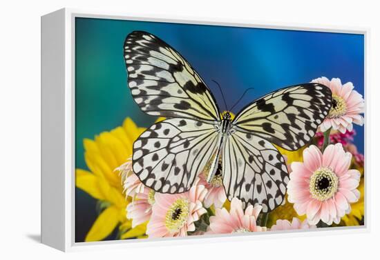 Paper Kite Butterfly, Idea leuconoe on Gerber Daisies-Darrell Gulin-Framed Premier Image Canvas