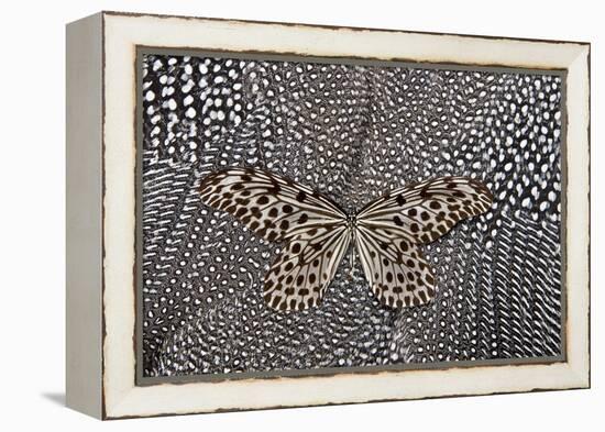 Paper Kite Butterfly on Black and White Guinea Fowl Feathers Design-Darrell Gulin-Framed Premier Image Canvas