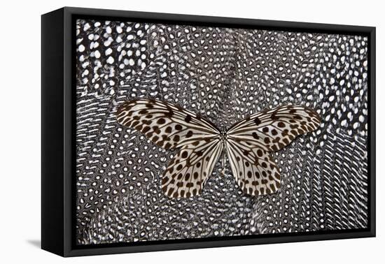 Paper Kite Butterfly on Black and White Guinea Fowl Feathers Design-Darrell Gulin-Framed Premier Image Canvas