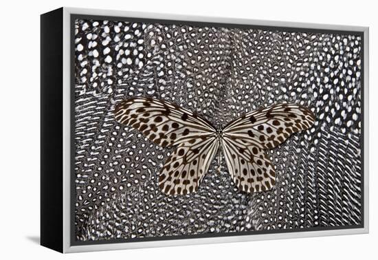 Paper Kite Butterfly on Black and White Guinea Fowl Feathers Design-Darrell Gulin-Framed Premier Image Canvas