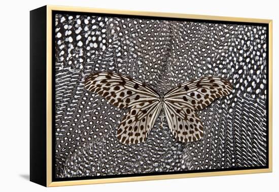Paper Kite Butterfly on Black and White Guinea Fowl Feathers Design-Darrell Gulin-Framed Premier Image Canvas