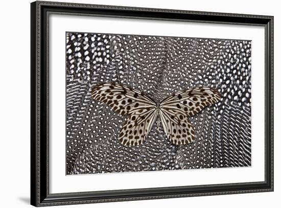 Paper Kite Butterfly on Black and White Guinea Fowl Feathers Design-Darrell Gulin-Framed Photographic Print