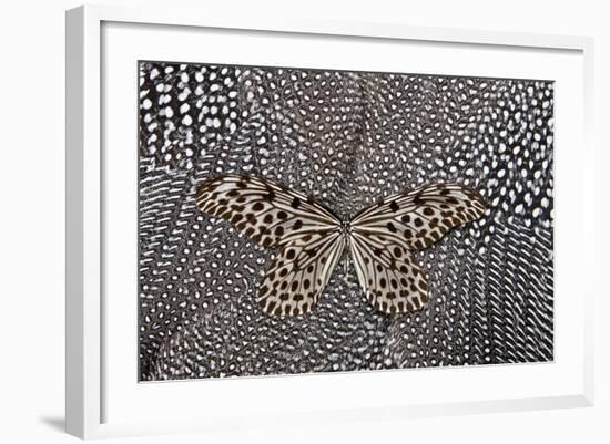 Paper Kite Butterfly on Black and White Guinea Fowl Feathers Design-Darrell Gulin-Framed Photographic Print