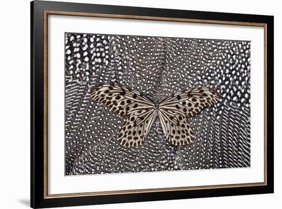 Paper Kite Butterfly on Black and White Guinea Fowl Feathers Design-Darrell Gulin-Framed Photographic Print