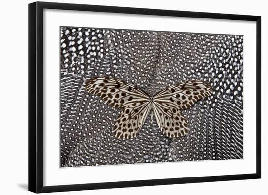 Paper Kite Butterfly on Black and White Guinea Fowl Feathers Design-Darrell Gulin-Framed Photographic Print