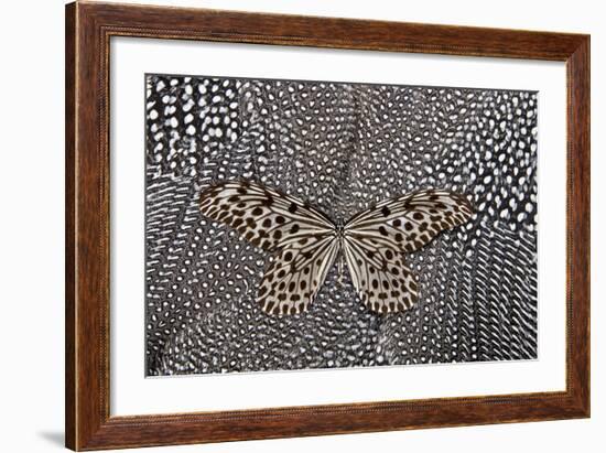 Paper Kite Butterfly on Black and White Guinea Fowl Feathers Design-Darrell Gulin-Framed Photographic Print