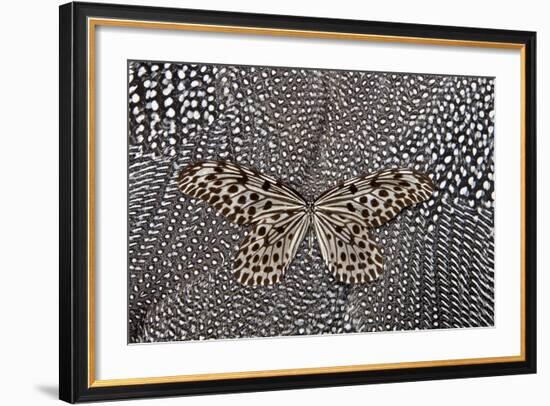 Paper Kite Butterfly on Black and White Guinea Fowl Feathers Design-Darrell Gulin-Framed Photographic Print