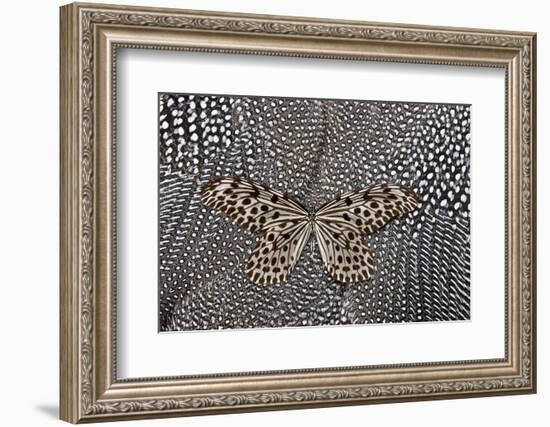 Paper Kite Butterfly on Black and White Guinea Fowl Feathers Design-Darrell Gulin-Framed Photographic Print