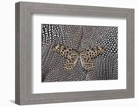 Paper Kite Butterfly on Black and White Guinea Fowl Feathers Design-Darrell Gulin-Framed Photographic Print