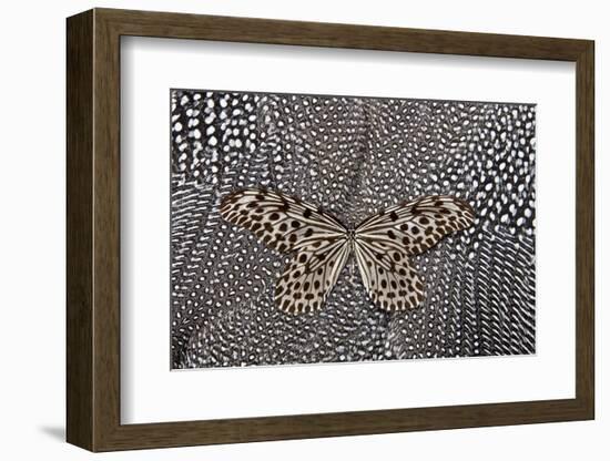 Paper Kite Butterfly on Black and White Guinea Fowl Feathers Design-Darrell Gulin-Framed Photographic Print