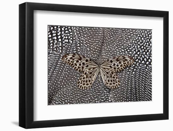 Paper Kite Butterfly on Black and White Guinea Fowl Feathers Design-Darrell Gulin-Framed Photographic Print