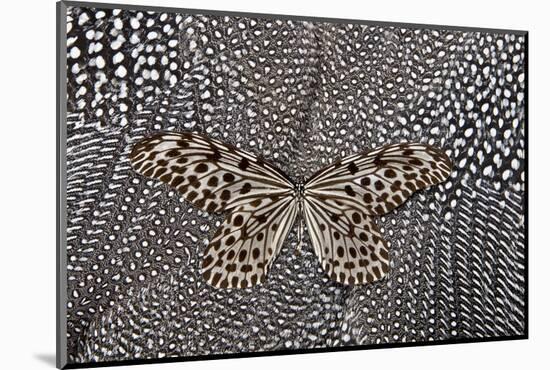 Paper Kite Butterfly on Black and White Guinea Fowl Feathers Design-Darrell Gulin-Mounted Photographic Print