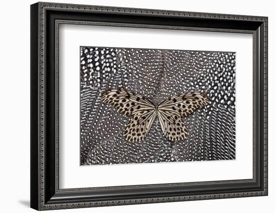 Paper Kite Butterfly on Black and White Guinea Fowl Feathers Design-Darrell Gulin-Framed Photographic Print