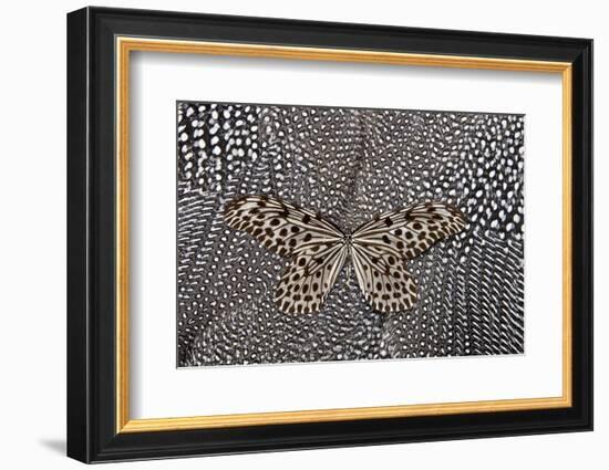 Paper Kite Butterfly on Black and White Guinea Fowl Feathers Design-Darrell Gulin-Framed Photographic Print