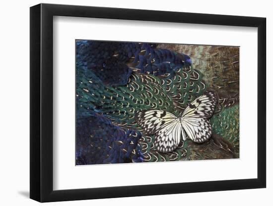 Paper Kite Butterfly on Breast Feathers of Ring-Necked Pheasant Design-Darrell Gulin-Framed Photographic Print