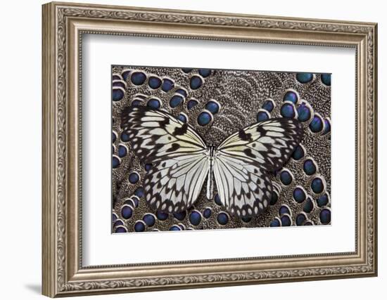 Paper Kite Butterfly on Grey Peacock Pheasant Feather Design-Darrell Gulin-Framed Photographic Print