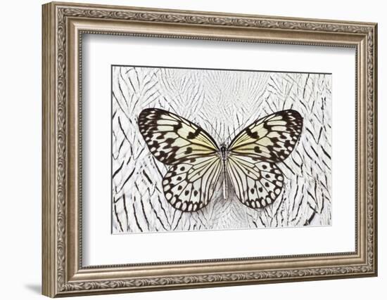 Paper Kite Butterfly on Silver Pheasant Feather Pattern-Darrell Gulin-Framed Photographic Print