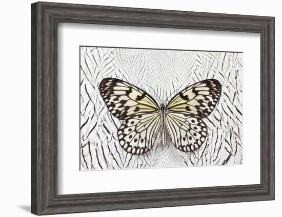 Paper Kite Butterfly on Silver Pheasant Feather Pattern-Darrell Gulin-Framed Photographic Print