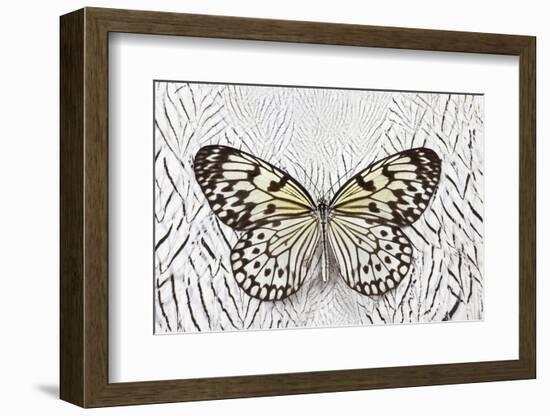 Paper Kite Butterfly on Silver Pheasant Feather Pattern-Darrell Gulin-Framed Photographic Print