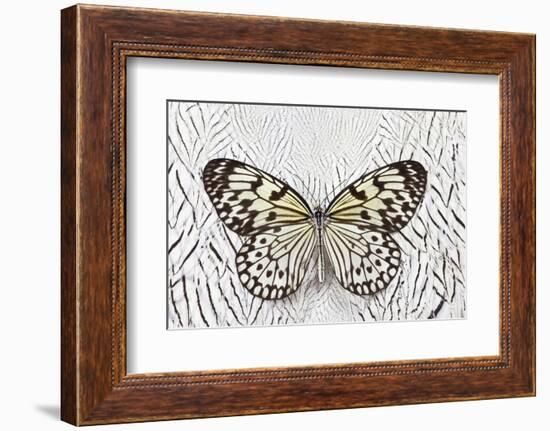 Paper Kite Butterfly on Silver Pheasant Feather Pattern-Darrell Gulin-Framed Photographic Print