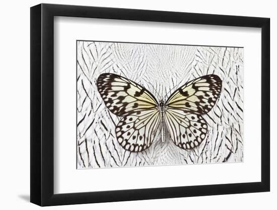 Paper Kite Butterfly on Silver Pheasant Feather Pattern-Darrell Gulin-Framed Photographic Print