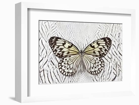 Paper Kite Butterfly on Silver Pheasant Feather Pattern-Darrell Gulin-Framed Photographic Print