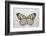 Paper Kite Butterfly on Silver Pheasant Feather Pattern-Darrell Gulin-Framed Photographic Print