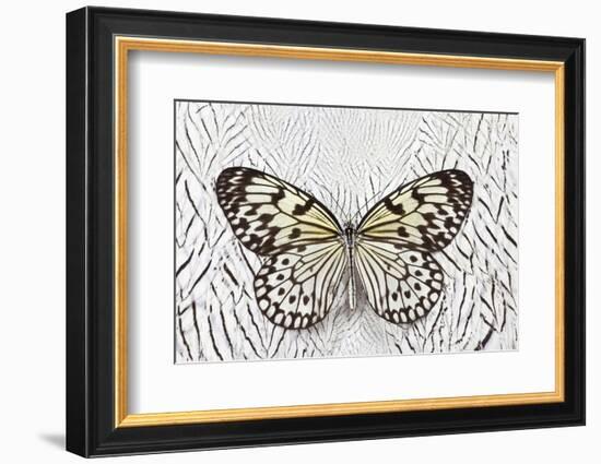 Paper Kite Butterfly on Silver Pheasant Feather Pattern-Darrell Gulin-Framed Photographic Print