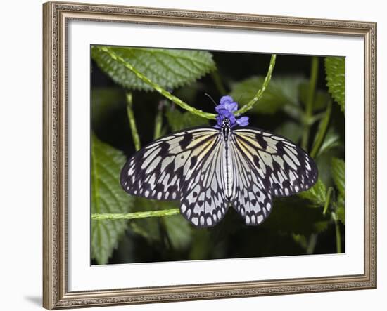 Paper Kite Butterfly-Adam Jones-Framed Photographic Print