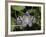 Paper Kite Butterfly-Adam Jones-Framed Photographic Print