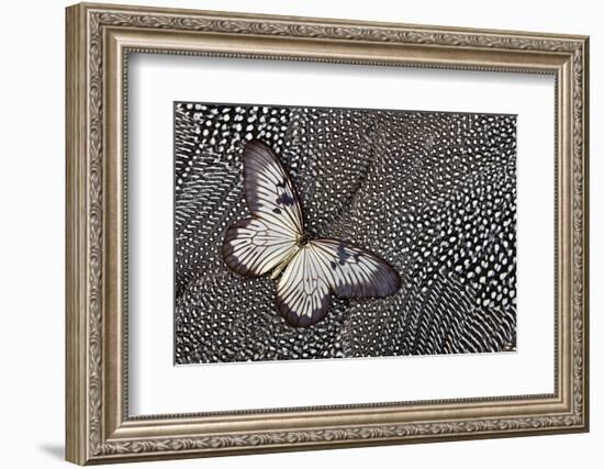 Paper Kite Tropical Butterfly on Helmeted Guineafowl-Darrell Gulin-Framed Photographic Print