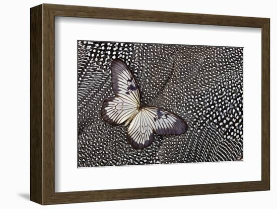 Paper Kite Tropical Butterfly on Helmeted Guineafowl-Darrell Gulin-Framed Photographic Print