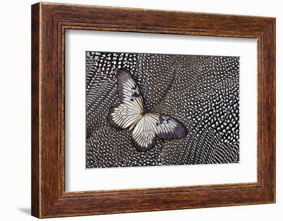 Paper Kite Tropical Butterfly on Helmeted Guineafowl-Darrell Gulin-Framed Photographic Print