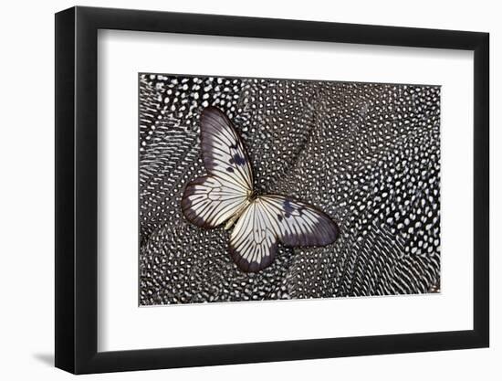 Paper Kite Tropical Butterfly on Helmeted Guineafowl-Darrell Gulin-Framed Photographic Print