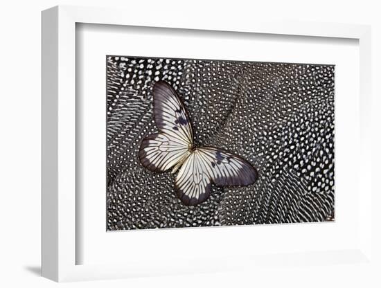 Paper Kite Tropical Butterfly on Helmeted Guineafowl-Darrell Gulin-Framed Photographic Print