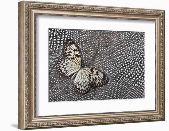 Paper Kite Tropical Butterfly on Helmeted Guineafowl-Darrell Gulin-Framed Photographic Print