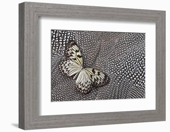 Paper Kite Tropical Butterfly on Helmeted Guineafowl-Darrell Gulin-Framed Photographic Print